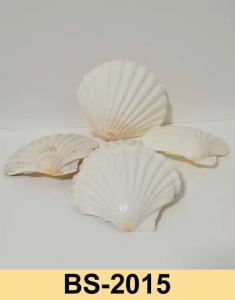 Seashell Factory directly-BS2015